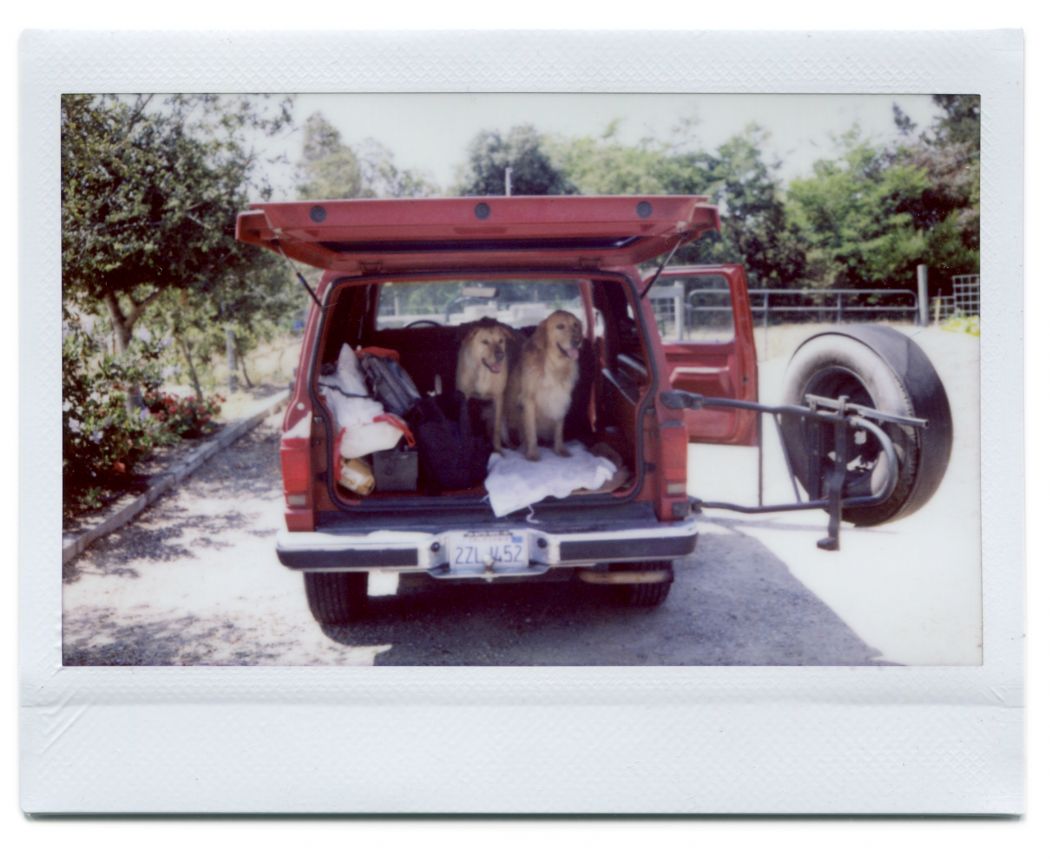 Dogs in a Bronco