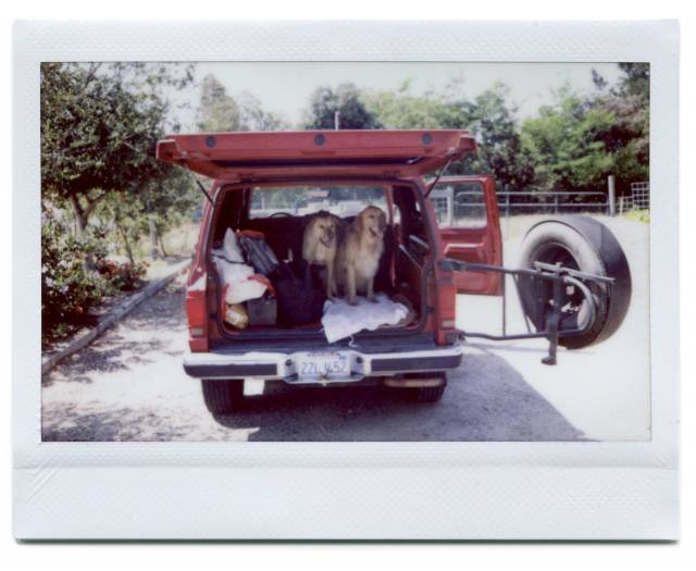 Dogs in a Bronco