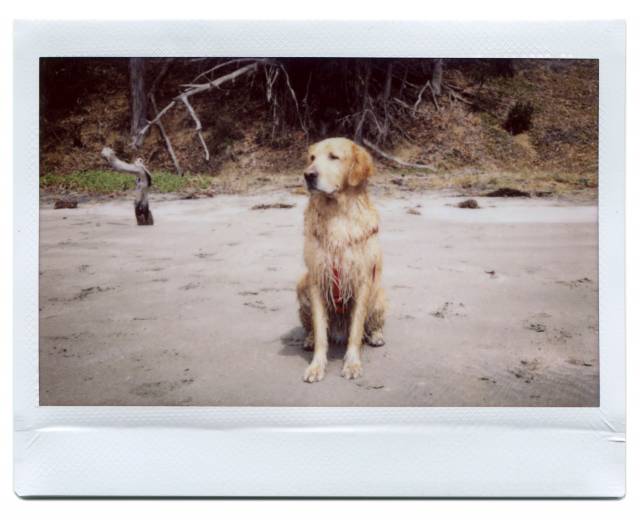 Chase at Hearst Beach