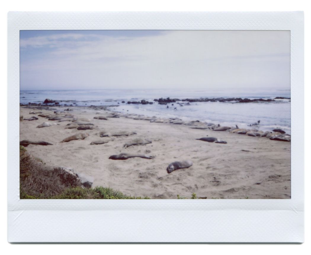 Elephant Seals