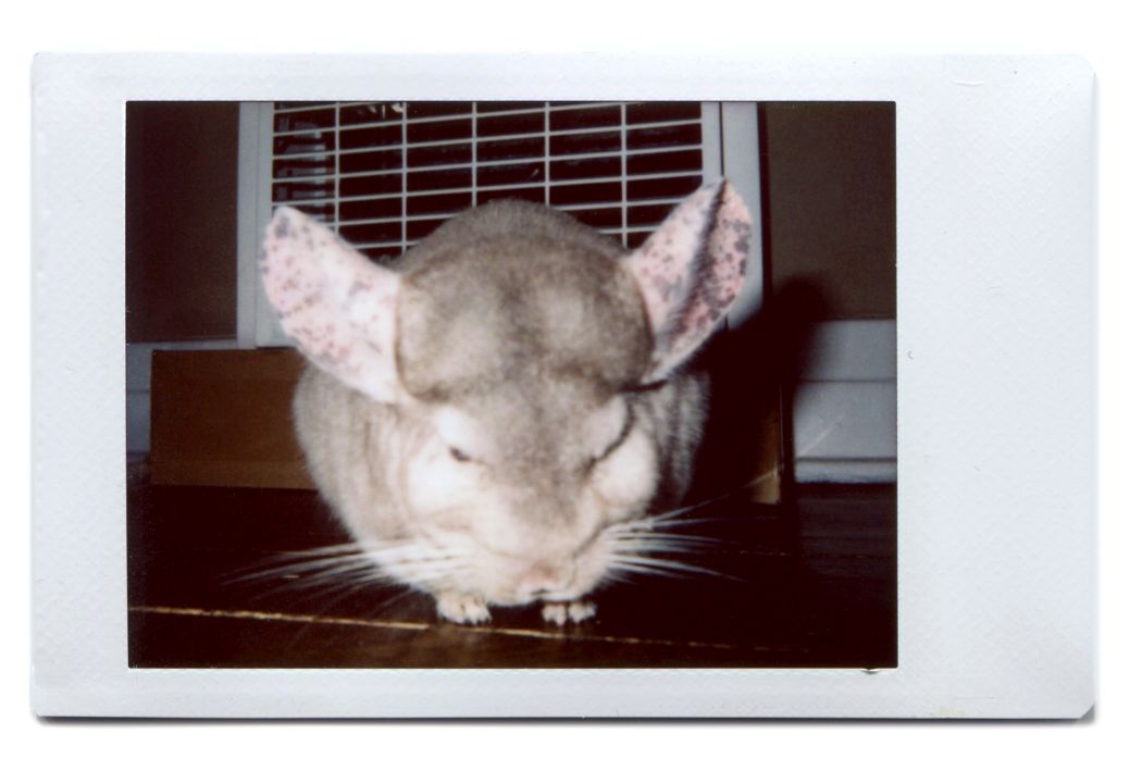 Chinchilla Up Close